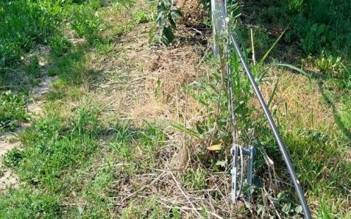 Drip irrigation for aples in Croatia