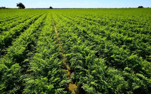 Green carrots field with blue sky.; Shutterstock ID 272814641; purchase_order: -; job: -; client: -; other: -