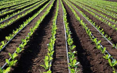 Irrigation system with pipes on lettuce green salad fields in hot climate, Lazio, Italy; Shutterstock ID 1845285727; purchase_order: -; job: -; client: -; other: -