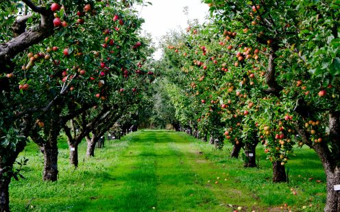 Autumn apple tree grove in Surrey, England; Shutterstock ID 551198635; purchase_order: -; job: -; client: -; other: -