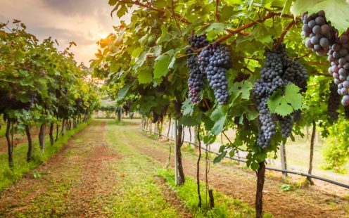 grape harvest; Shutterstock ID 571564606; purchase_order: -; job: -; client: -; other: -