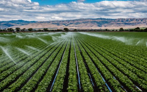 A field irrigation sprinkler system waters rows of lettuce crops on farmland in the Salinas Valley of central California, in Monterey County, on a partly cloudy day in spring.  ; Shutterstock ID 1096520492; purchase_order: -; job: -; client: -; other: -