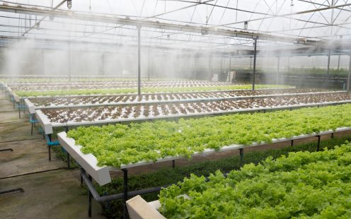 Greenhouse of organic lettuce salad watering system in action; Shutterstock ID 329721713; purchase_order: -; job: -; client: -; other: -