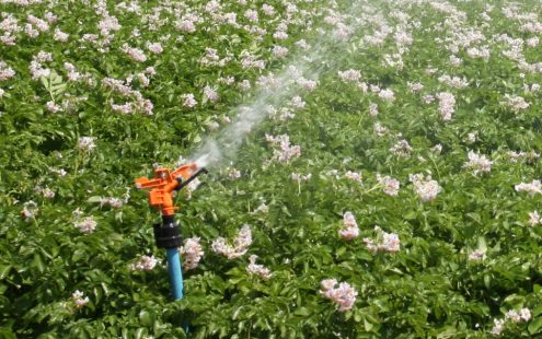 Pipelife-sprinkler-in-crops