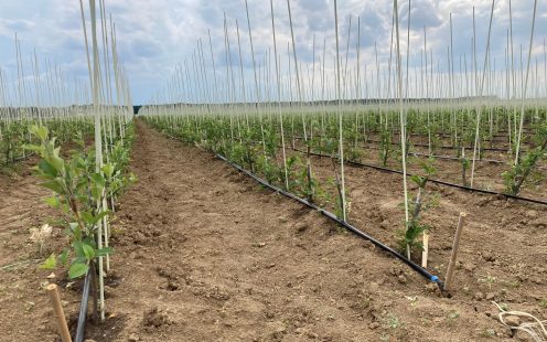 tree nursery irrigation in Serbia