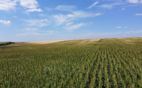 corn field Romania