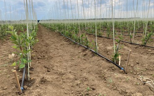 tree nursery irrigation in Serbia