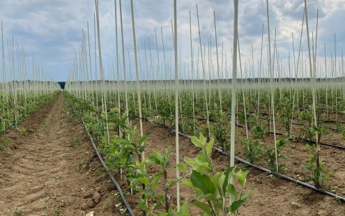 fruit nursery in Serbia