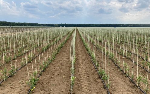 fruit nursery irrigation in Serbia