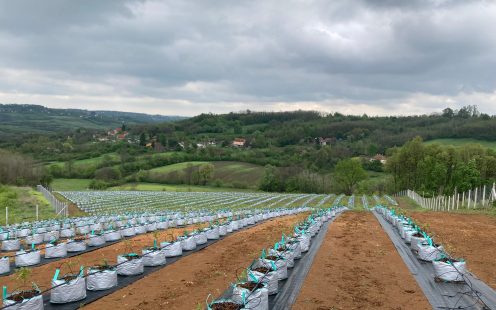 BB Crown Agro Group's blueberry field in Obrenovac, Serbia | Pipelife