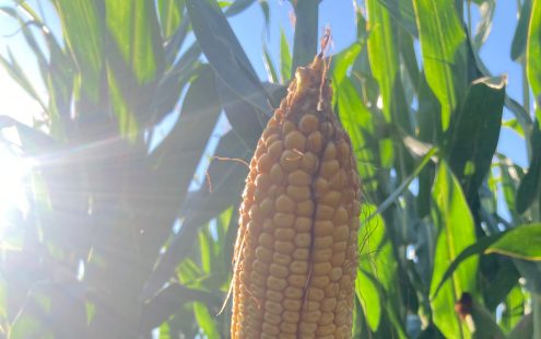 corn yields