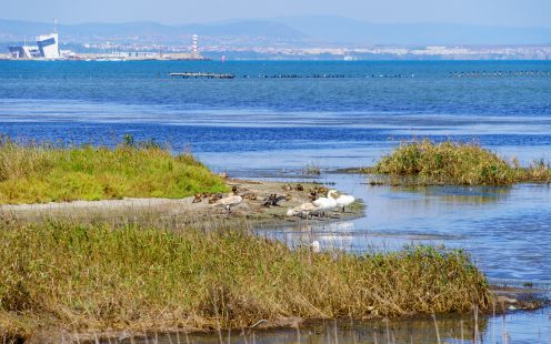 View of various birds in the Poda Nature Preserve, on the Black Sea coast, near Burgas, Bulgaria
