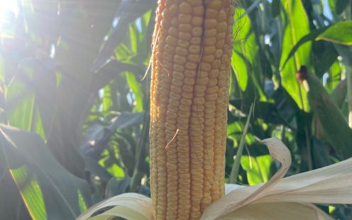 corn yields