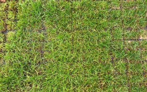 Permeable paving blocks, filled with a soil-sand mixture and planted with vegetation for parking lots