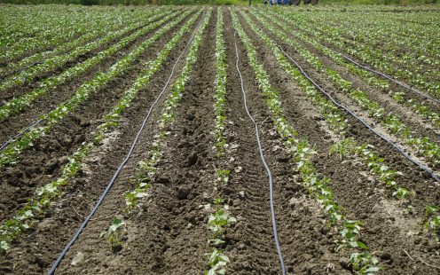 Pipelife Drip irrigation on field