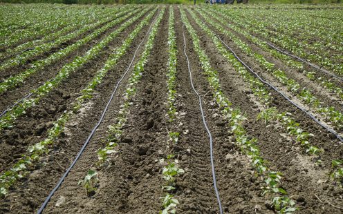 Pipelife Drip irrigation on field