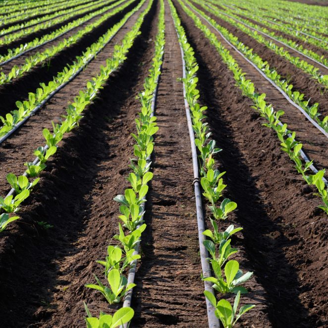 Irrigation system with pipes on lettuce green salad fields in hot climate, Lazio, Italy; Shutterstock ID 1845285727; purchase_order: -; job: -; client: -; other: -