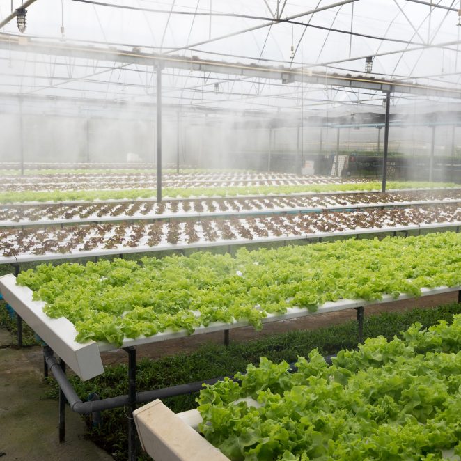 Greenhouse of organic lettuce salad watering system in action; Shutterstock ID 329721713; purchase_order: -; job: -; client: -; other: -