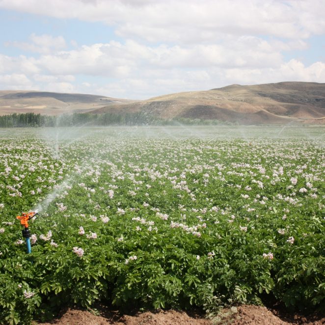 Pipelife-sprinkler-in-crops