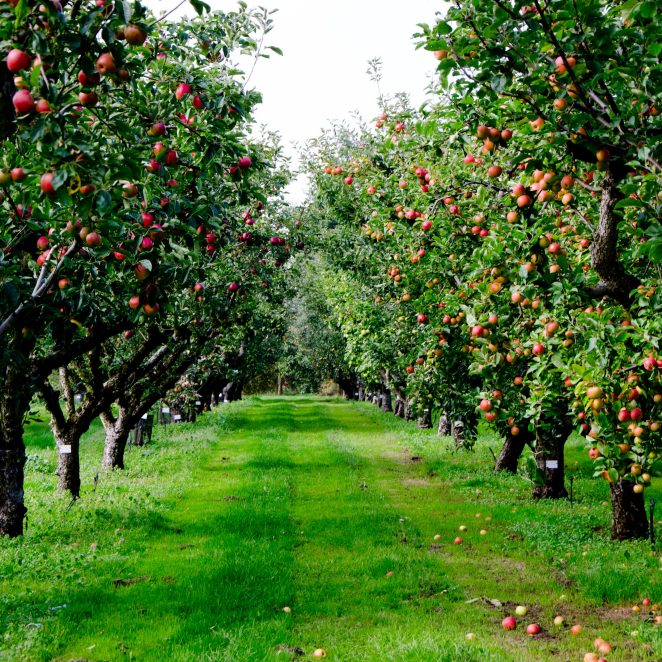 Autumn apple tree grove in Surrey, England; Shutterstock ID 551198635; purchase_order: -; job: -; client: -; other: -