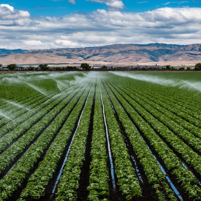 A field irrigation sprinkler system waters rows of lettuce crops on farmland in the Salinas Valley of central California, in Monterey County, on a partly cloudy day in spring.  ; Shutterstock ID 1096520492; purchase_order: -; job: -; client: -; other: -