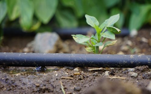 Drip Irrigation Systems on Field